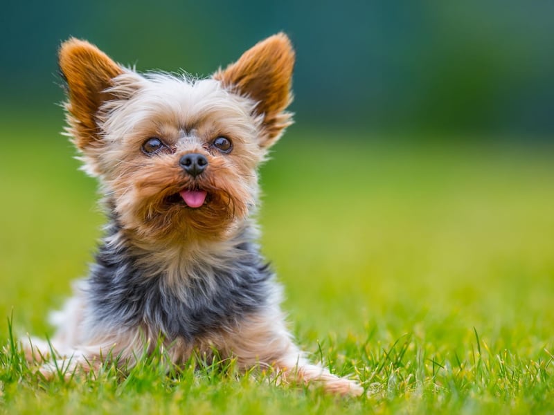 Not all military dogs are big and brawny. The Yorkshire Terrier's diminuative size, combined with a fearless nature, means they can carry out tasks that bigger dogs simply can't. During World War Two, for example, they were used to pull telegraph wires down thin tunnels to allow communication.