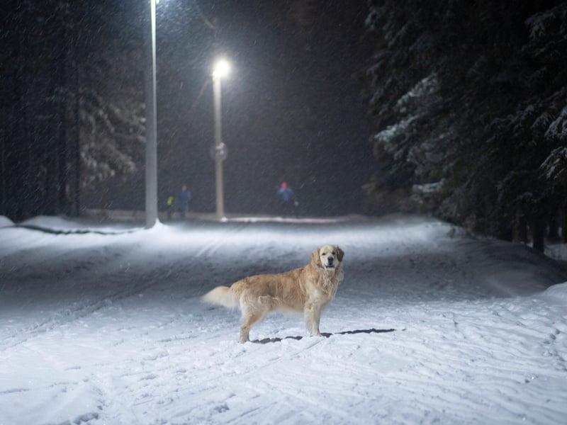 "Make sure you carry treats and that you have a solid and reliable recall if you intend on letting them wander. Even consider a tracking device because dark evenings are no joke."