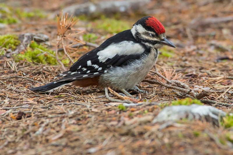 The Cairngorms National Park is the largest one in the United Kingdom, nestled in the heart of the Highlands near Aviemore. Beautiful birds on display here include Grey Herons, Kingfishers, Goldeneyes, Oystercatchers, Slavonian Grebes and Tufted Ducks.