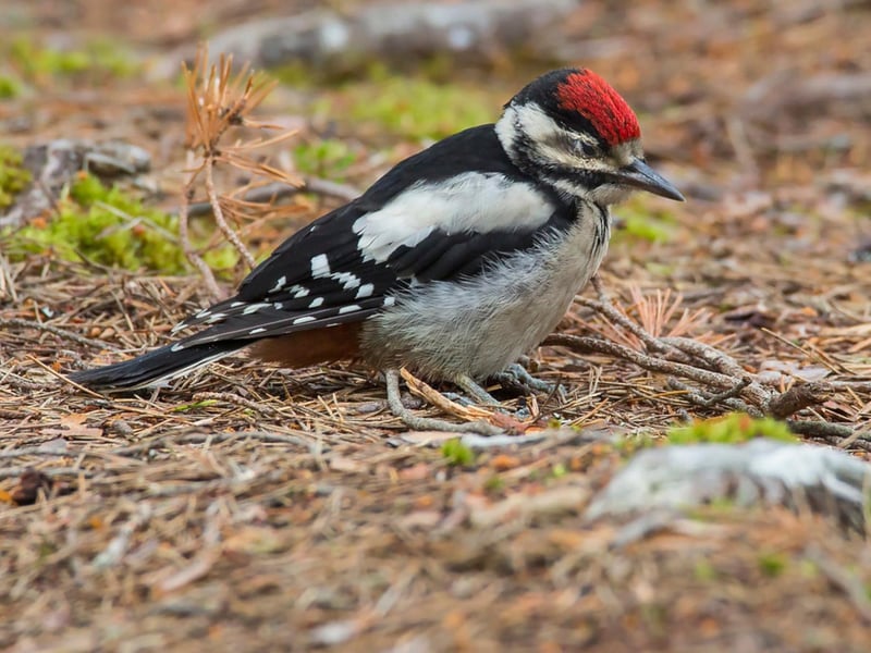 The Cairngorms National Park is the largest one in the United Kingdom, nestled in the heart of the Highlands near Aviemore. Beautiful birds on display here include Grey Herons, Kingfishers, Goldeneyes, Oystercatchers, Slavonian Grebes and Tufted Ducks.