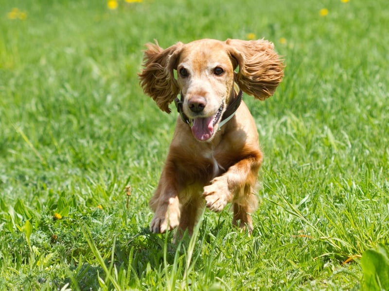Both Richard Nixon and John F. Kennedy had a Cocker Spaniel at the White House. President Nixon mentioned his dog Checkers in an infamous newscast where he defended himself against allegations of corruption - leading to it becoming known as 'the Checkers speech'.