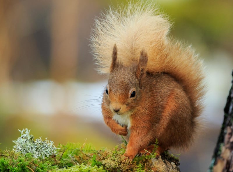 “Scotland is a wonderfully fascinating place for wildlife and nature. It has, in my opinion, some of the most marvellous landscapes and wildlife spectacles you will find anywhere.”