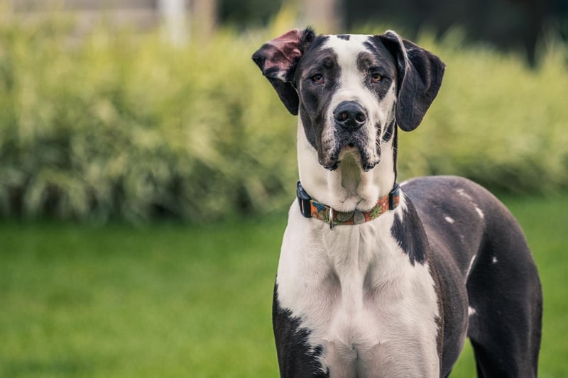 One of the world's most famous dogs - Scooby-Doo - is a Great Dane. The gentle giant's 149 screen appearances also include Marmaduke and The Jetsons - placing them seventh in our list.