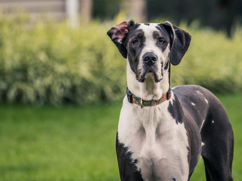 One of the world's most famous dogs - Scooby-Doo - is a Great Dane. The gentle giant's 149 screen appearances also include Marmaduke and The Jetsons - placing them seventh in our list.