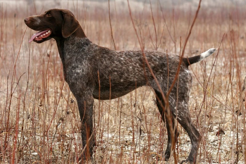The German Shorthaired Pointer is a handsome breed, described as a "hunting machine" due to their versatility in the field. As a pet, they are intelligent, enthusiastic and affectionate - and sometimes a little boisterous. They love interaction with humans and other animals, and need a decent amount of exercise and training.