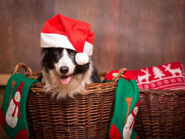 Like tinsel, garlands could be a tempting plaything for your pup, especially if you opt for the natural garlands over the paper or plastic alternative. Some garlands will come with electric lights weaved through them, which presents an extra hazard for your dog, as they could get electrocuted if they attempt to chew through these wires. Try hanging your garlands from as high a place as possible. As well as high shelves and mantlepiece, you may also want to try hanging your garlands in a pattern across your ceiling.