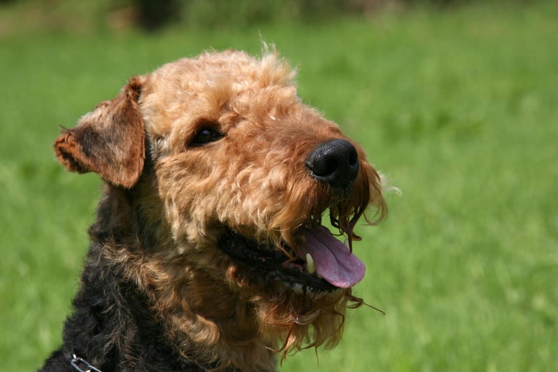 Named after the vally of the River Aire, in Yorkshire, where it was first bred, there were 817 new Airedale Terrier registrations last year.