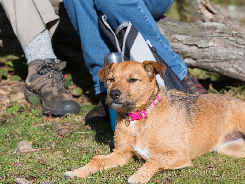 Another terrier takes second spot for most affordable pups. The low maintenance Patterdale Terrier tends to cost around £900-£1,200.