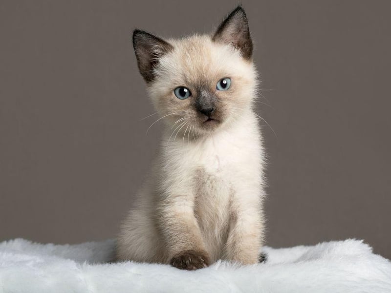 Although Siamese cats are average in size, they are one of the most lightweight breeds of cat. They love activity and thrive with lots of play. They're also extremely vocal.