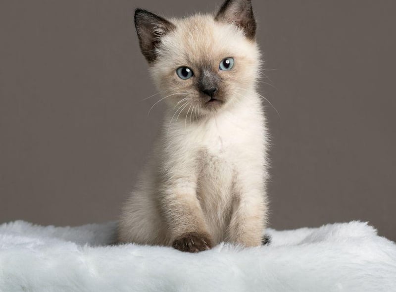 Although Siamese cats are average in size, they are one of the most lightweight breeds of cat. They love activity and thrive with lots of play. They're also extremely vocal.