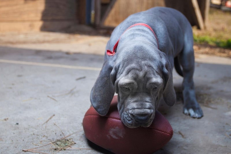 From the smallest dog to the largest, Great Danes are particularly bad chewers when they are young. They often grow out of it, but leave them alone for too long and they have a habit of reverting to the destructive habit.