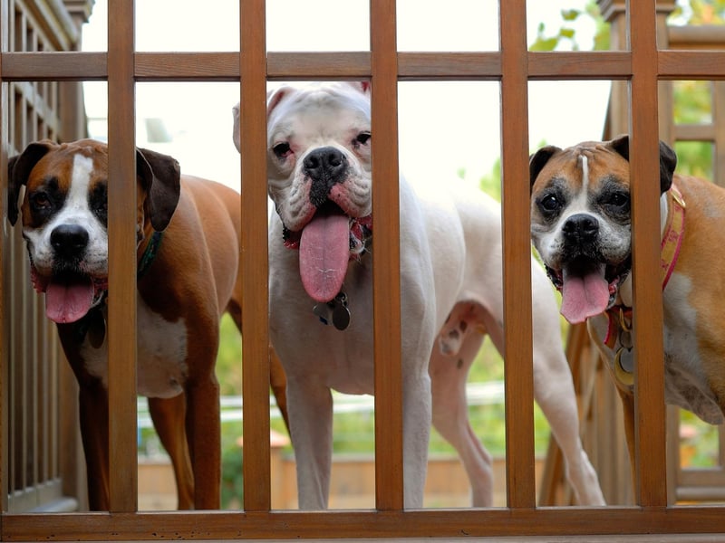 The strong and loyal Boxer has also taken home the title four times.