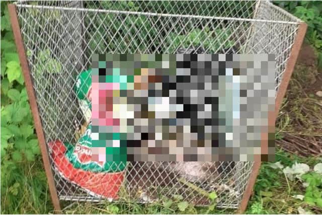 A member of the public found the animal in an outside bin at Cemetery Lodge. Image: Scottish SPCA