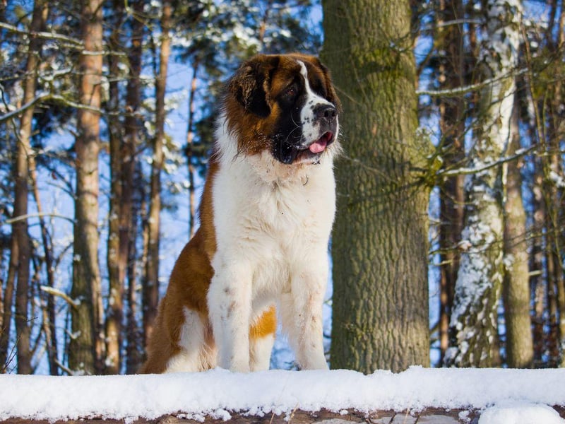 Last but far from least is perhaps the most famous of all the working dogs. The Saint Bernard is still used as a mountain rescue dog, originally bred for the work by the hospice of the Great St Bernard Pass on the Italian-Swiss border. The barrel of brandy around their neck may be apocryphal, but their legendary endurance is not.