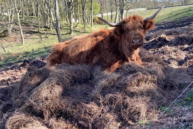 More than 6,000 new native trees have already been planted, 10 new wetlands have been created and beef cattle herds have been replaced with Highland cows that will act as natural mowers at the 100-acre Kinkell Byre site