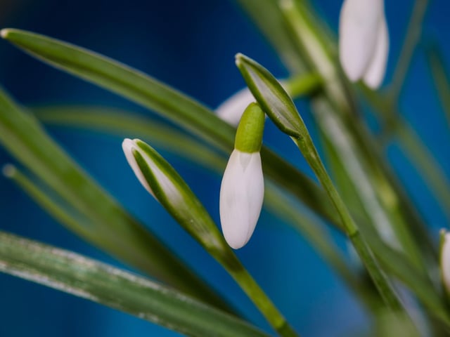 Logan Botanic Garden, in Dumfries and Galloway, is billed as 'Scotland's most exotic garden' and is taking part in Discover Scotland's Gardens 2023 Snowdrop Festival. See the amazing displays by visiting on Saturdays and Sundays throughout Febraury and make sure to visit the Potting Shed Bistro for a snack.
