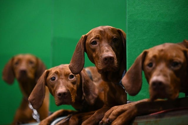Hungarian Vizsla dogs rest in their pens having been judged on the first day of the Crufts dog show.