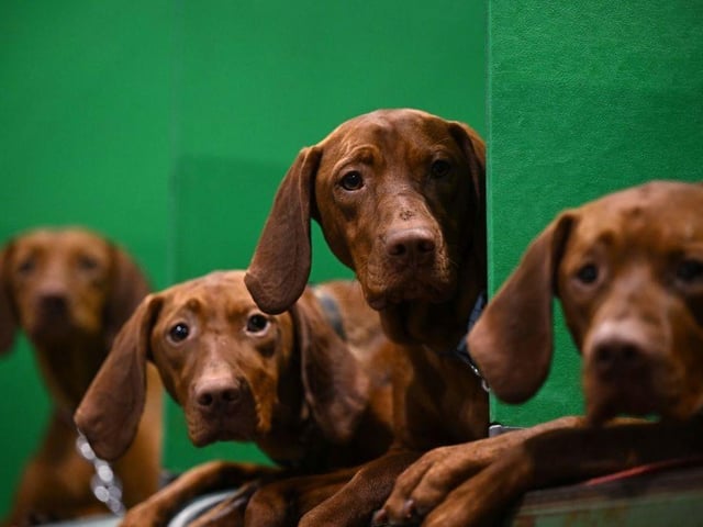 Hungarian Vizsla dogs rest in their pens having been judged on the first day of the Crufts dog show.