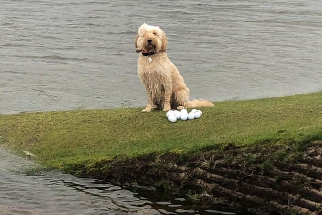 Catriona Matthew's dog Rio with a collection of golf balls from the new 'water feature' on the East Lothian course. Picture: Catriona Matthew