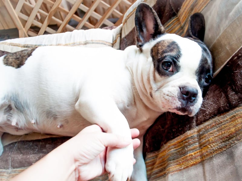 Perfectly-designed for lounging around the house, the French Bulldog won't thank you for a big long walk.