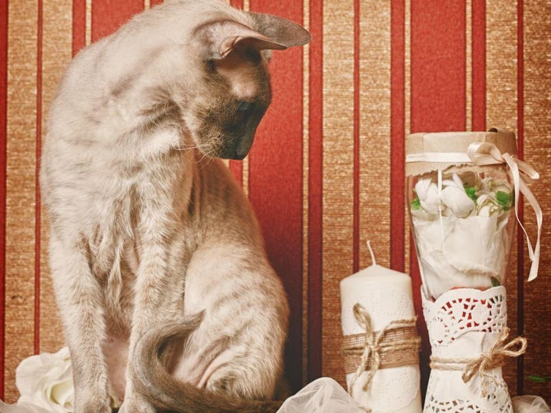 The Peterbald cat breed is of Russian decent and was reportedly created using experimental breeding. They reportedly cost as much as $5,000.