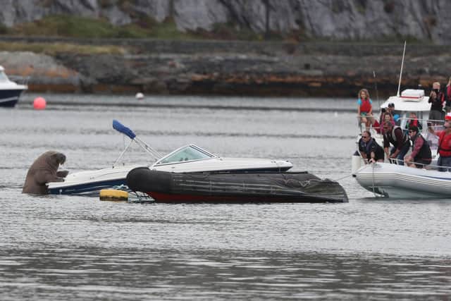 People attempt to coax "Wally" the arctic walrus into a less expensive rib craft from a speedboat it was resting in at Crookhaven, Co. Cork.