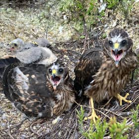 Hen harrier chicks (Pic: National Trust for Scotland)