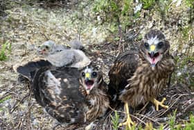 Hen harrier chicks (Pic: National Trust for Scotland)
