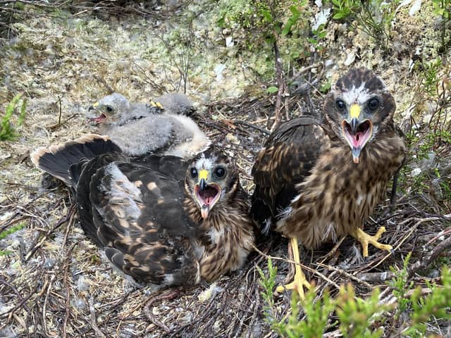 Hen harrier chicks (Pic: National Trust for Scotland)