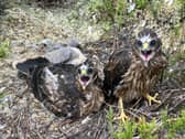 Hen harrier chicks (Pic: National Trust for Scotland)