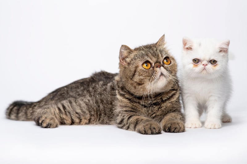 The Exotic Shorthair has a name that doesn't make sense - because they do not have shorthair! However, this breed does require less grooming than many other fluffy cats.