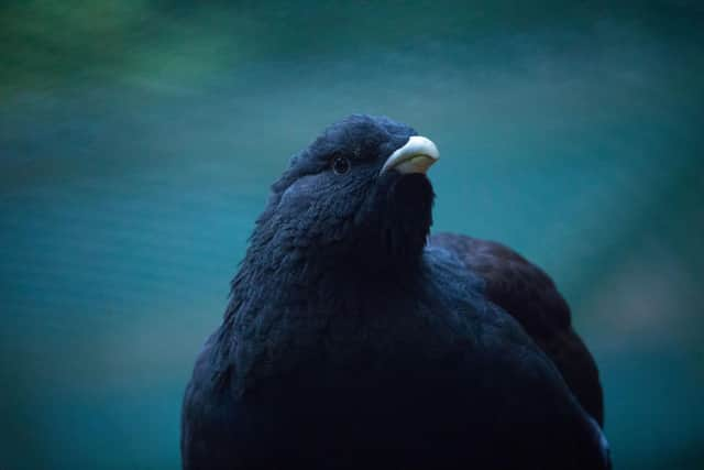 In the 1970s, the UK was home to around 20,000 capercaillie. Now fewer than 600 may be left (Picture courtesy of RZSS)