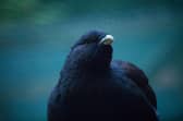 In the 1970s, the UK was home to around 20,000 capercaillie. Now fewer than 600 may be left (Picture courtesy of RZSS)