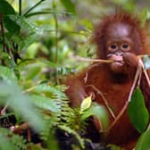 Orang-utan populations have been under pressure because of deforestation (Picture: Borneo Orangutan Survival Foundation/PA Wire)