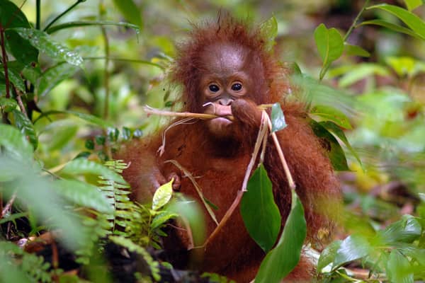 Orang-utan populations have been under pressure because of deforestation (Picture: Borneo Orangutan Survival Foundation/PA Wire)