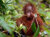 Orang-utan populations have been under pressure because of deforestation (Picture: Borneo Orangutan Survival Foundation/PA Wire)