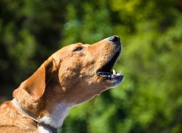 One of the breeds that DIDN'T make our list of the 10 quietest dogs.