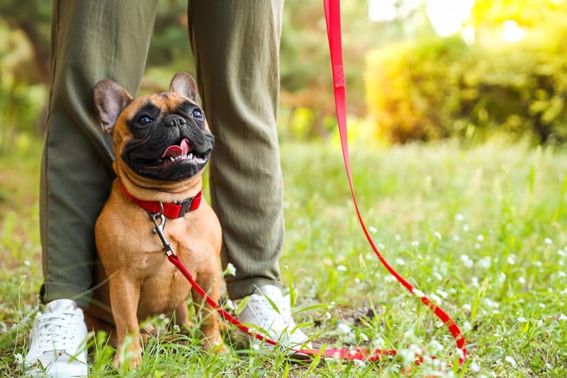 French Bulldogs are pretty much certain to shadow you on even the shortest journey around the house. They love to cuddle up and crave attention throughout their waking hours.