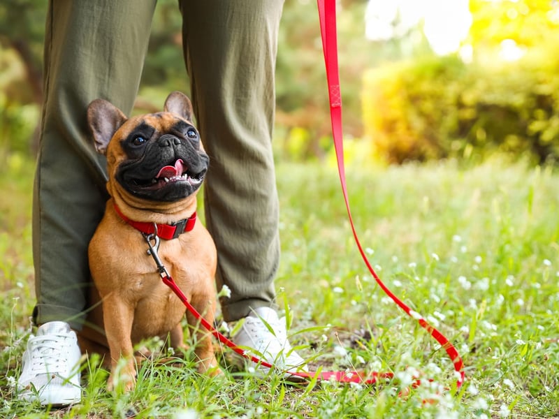 French Bulldogs are pretty much certain to shadow you on even the shortest journey around the house. They love to cuddle up and crave attention throughout their waking hours.
