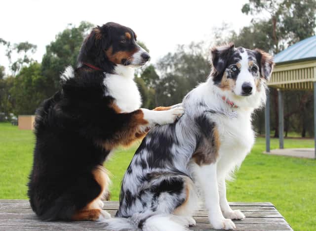 Britain's Top Boy Dog Names: Here are the 10 most popular male puppy names for adorable dogs 🐕 | The Scotsman Britain's Top Boy Dog Names: Here are the 10 most popular male puppy names for adorable dogs 🐕 | The Scotsman