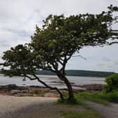 Undated handout photo issued by Drew Patterson of the hawthorn in Kippford, Dalbeattie in Dumfries and Galloway which was crowned the winner in this year's Woodland Trust Tree of The Year competition.