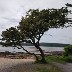 Undated handout photo issued by Drew Patterson of the hawthorn in Kippford, Dalbeattie in Dumfries and Galloway which was crowned the winner in this year's Woodland Trust Tree of The Year competition.