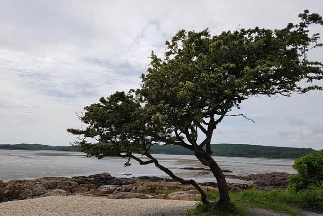 Undated handout photo issued by Drew Patterson of the hawthorn in Kippford, Dalbeattie in Dumfries and Galloway which was crowned the winner in this year's Woodland Trust Tree of The Year competition.