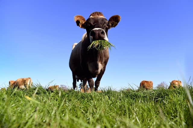 Farming needs to change so that it absorbs greenhouse gases, rather than emitting them on a vast scale (Picture: William West/AFP via Getty Images)