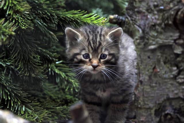 The latest litter of kittens will be on show to the public in Wildcat Wood, at the Highland Wildlife Park in Kincraig, near Kingussie