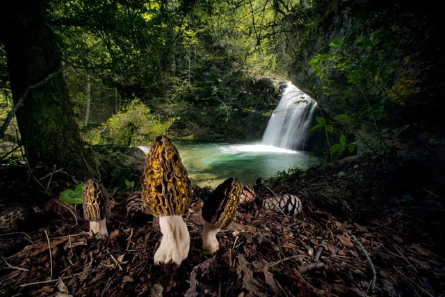 The magical morels by Agorastos Papatsani, winner of the Plants and Fungi category at the Wildlife Photographer of the Year competition.