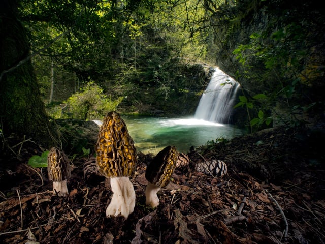 The magical morels by Agorastos Papatsani, winner of the Plants and Fungi category at the Wildlife Photographer of the Year competition.