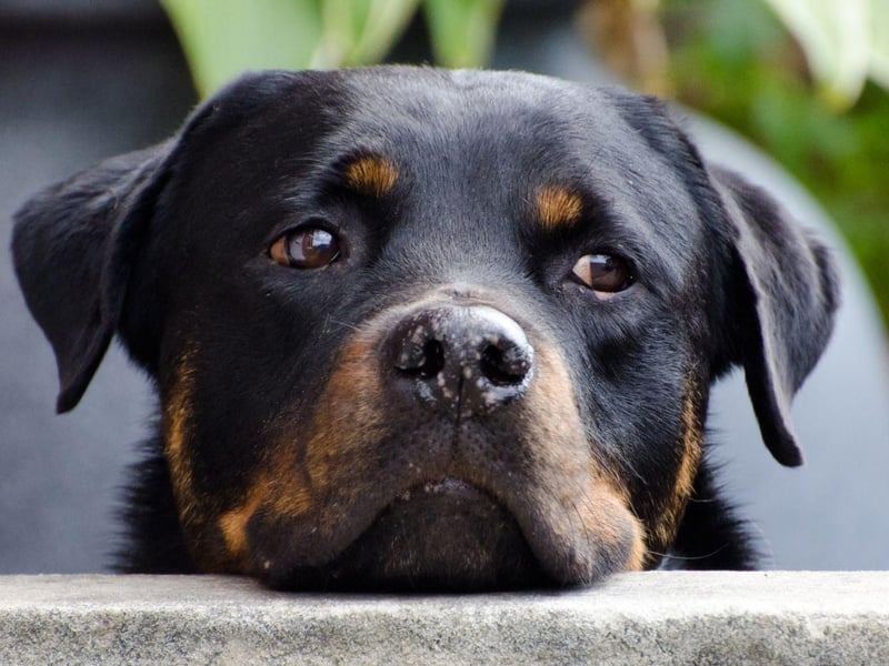 Rottweilers are a task-oriented breed of dog, and will approach begging with the same professional manner it would any job. They also have a tendency to drool, so if you feed them once, expect damp patches on the floor every time you sit down to eat.