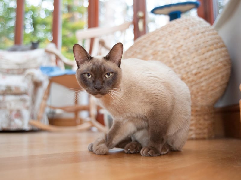 The Tonkinese breed is one that gets darker as it ages, similar to its ancestors. An extremely colourful personality, this breed will chat to you all night long.