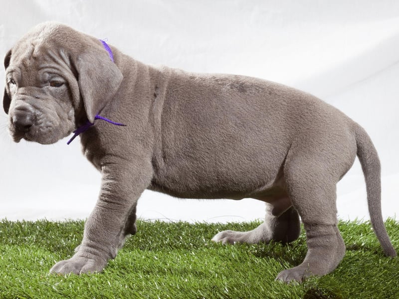 Dogs resembling Great Danes have been around for thousands of years - featuring on Egyptian monuments dating back to 3,000 BC. Large boarhounds resembling the Great Dane also appear in ancient Greek art from the 14th century BC.